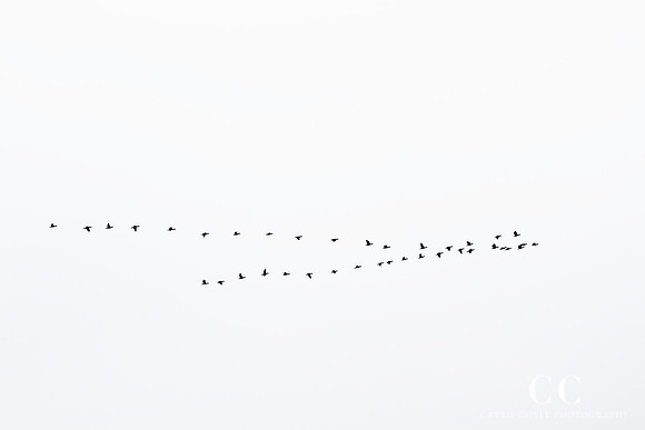 Fall Migration No. 2 by Cattie Coyle Photography