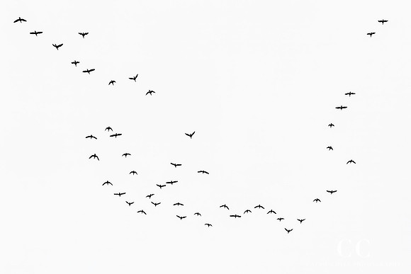 Fall Migration No. 1 by Cattie Coyle Photography