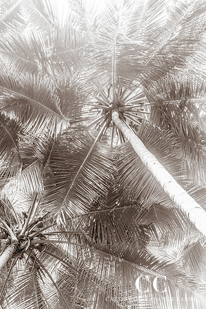 Palm Trees No. 6 by Cattie Coyle Photography