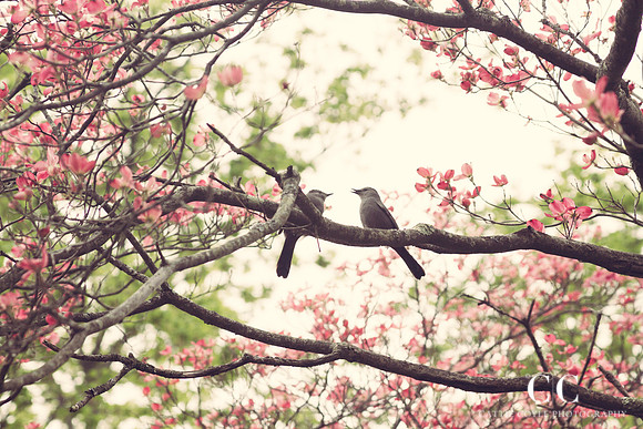 Catbirds in a dogwood tree | Cattie Coyle Photography