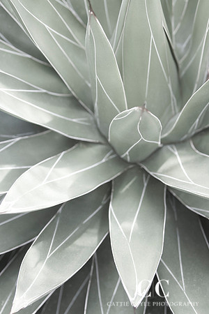 Queen Victoria Agave