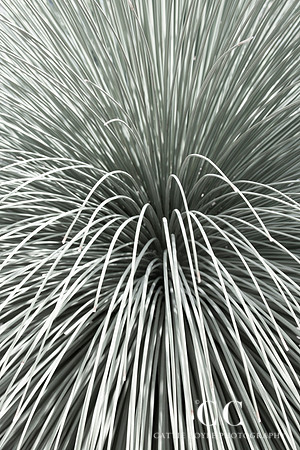 Mexican Grass Tree