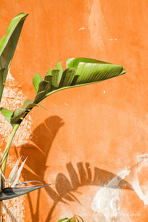 Leaf and orange wall, Villefranche-sur-Mer, France | Cattie Coyle Photography