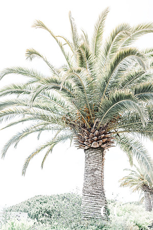 Palm Tree  by Cattie Coyle Photography