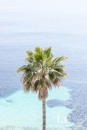Palm tree and the Mediterranean | Cattie Coyle Photography