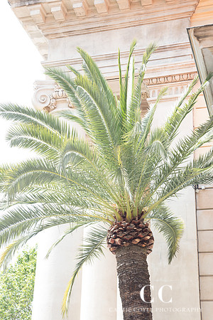 Palm tree, Nice, France | Cattie Coyle Photography