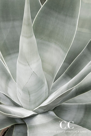 Fox Tail Agave
