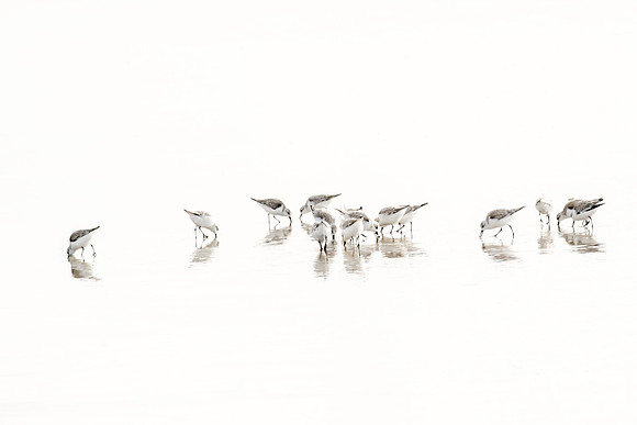Sandpipers No. 2 by Cattie Coyle Photography