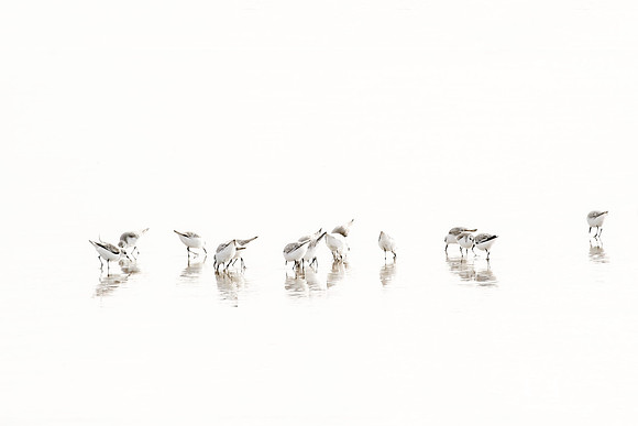 Sandpipers No. 3 by Cattie Coyle Photography