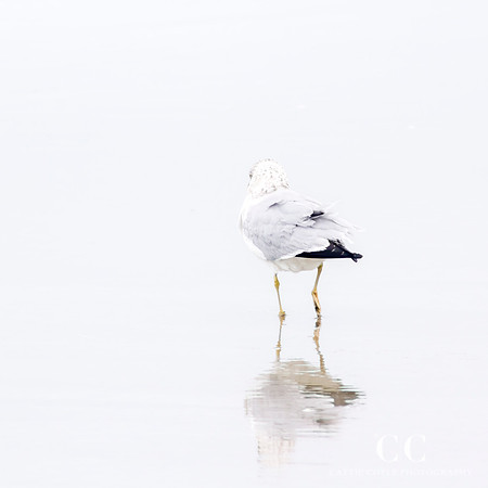 Seagull No. 5 by Cattie Coyle Photography