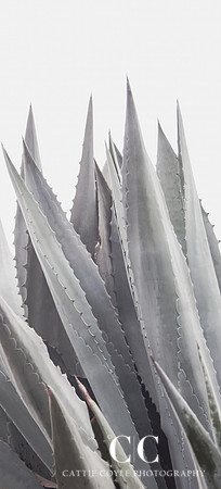 Agave Americana