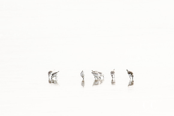 Sandpipers No. 1