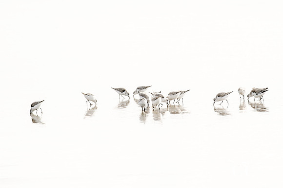 Sandpipers No. 2