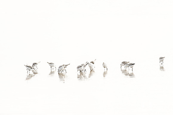 Sandpipers No. 3