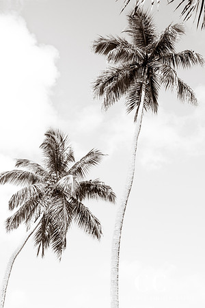 Palm Trees No. 1 by Cattie Coyle Photography