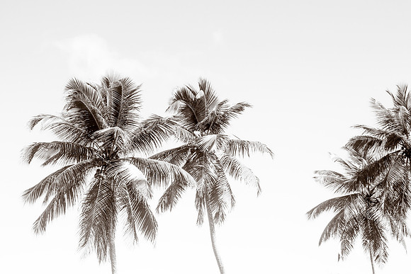 Palm Trees No. 2 by Cattie Coyle Photography