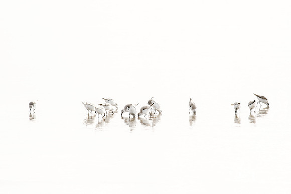 Sandpipers No. 4 | Cattie Coyle Photography