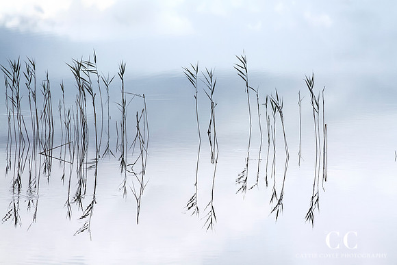 Reflections No. 1 Fine art photography print by Cattie Coyle