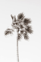 California Palm Tree by Cattie Coyle Photography