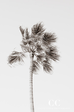 California Palm Tree by Cattie Coyle Photography