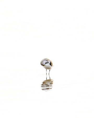 Sandpiper No 1 by Cattie Coyle Photography