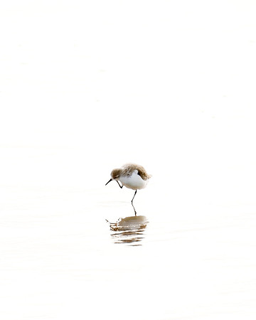 Sandpiper No 2 by Cattie Coyle Photography