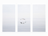 Early Morning Flight - Triptych by Cattie Coyle Photography