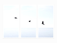 Three Birds - Triptych by Cattie Coyle Photography