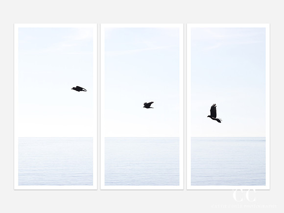 Three Birds - Triptych by Cattie Coyle Photography