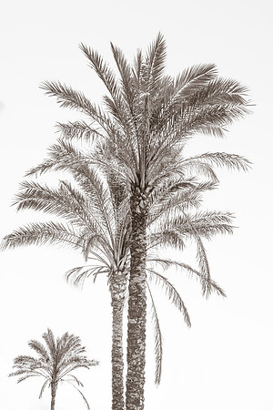 Palm Trees No 3 bw
