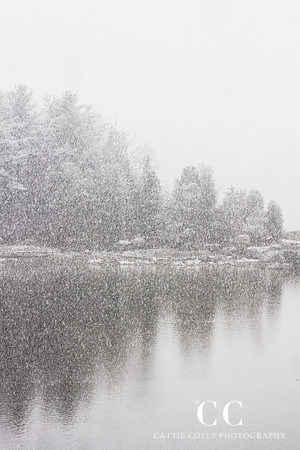 Snow and trees, Annisquam, Massachusetts | Cattie Coyle Photography