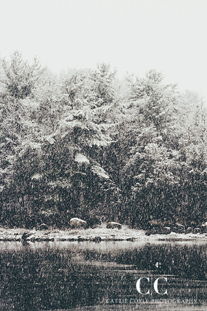 Trees and snow, Annisquam, Massachusetts | Cattie Coyle Photography