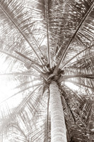 Palm Tree No. 9 by Cattie Coyle Photography