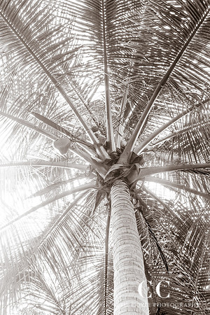 Palm Tree No. 9 by Cattie Coyle Photography