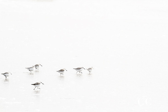 Sandpipers No. 5 by Cattie Coyle Photography