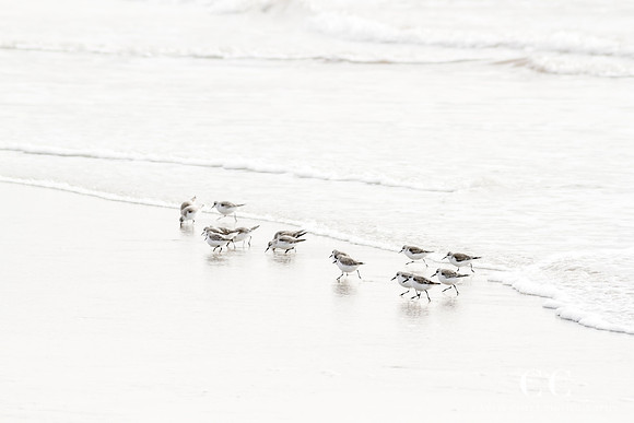 Sandpipers No 6 by Cattie Coyle Photography