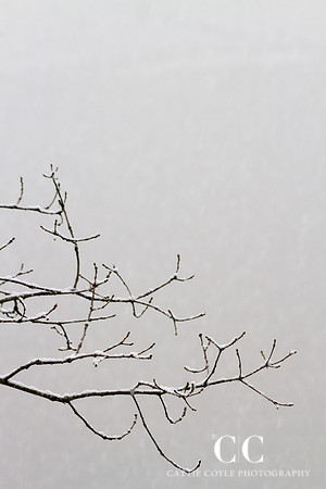 Branch 1 | Cattie Coyle Photography