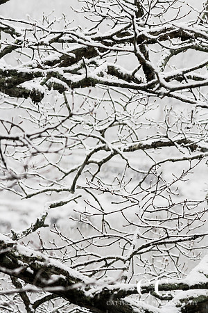Branches 4 | Cattie Coyle Photography