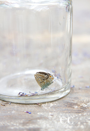 Common Blue Butterfly by Cattie Coyle Photography