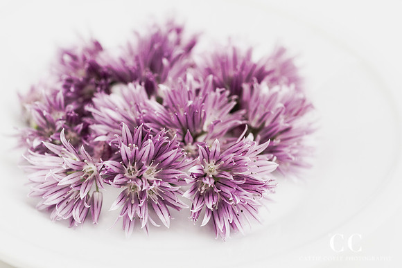 Chive flowers by Cattie Coyle Photography