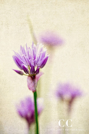 Chives )Allium schoenoprasum) | Cattie Coyle Photography