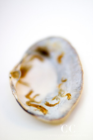 Clamshell with algae | Cattie Coyle Photography