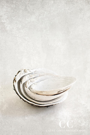 Clamshells | Cattie Coyle Photography