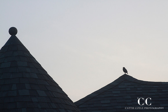 Common grackle on roof | Cattie Coyle Photography