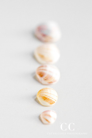 Cross-barred venus seashells (Chione cancellata) | Cattie Coyle Photography