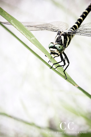 Dragonfly No. 1 | Cattie Coyle Photography