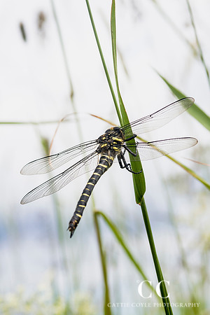 Dragonfly No. 2 | Cattie Coyle Photography