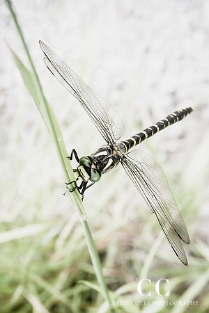 Dragonfly No. 3 | Cattie Coyle Photography