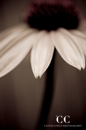 Echinacea No. 3