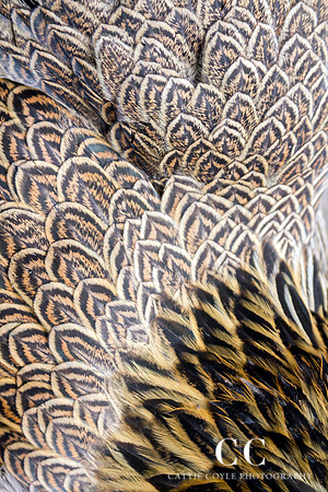 Feathers | Cattie Coyle Photography